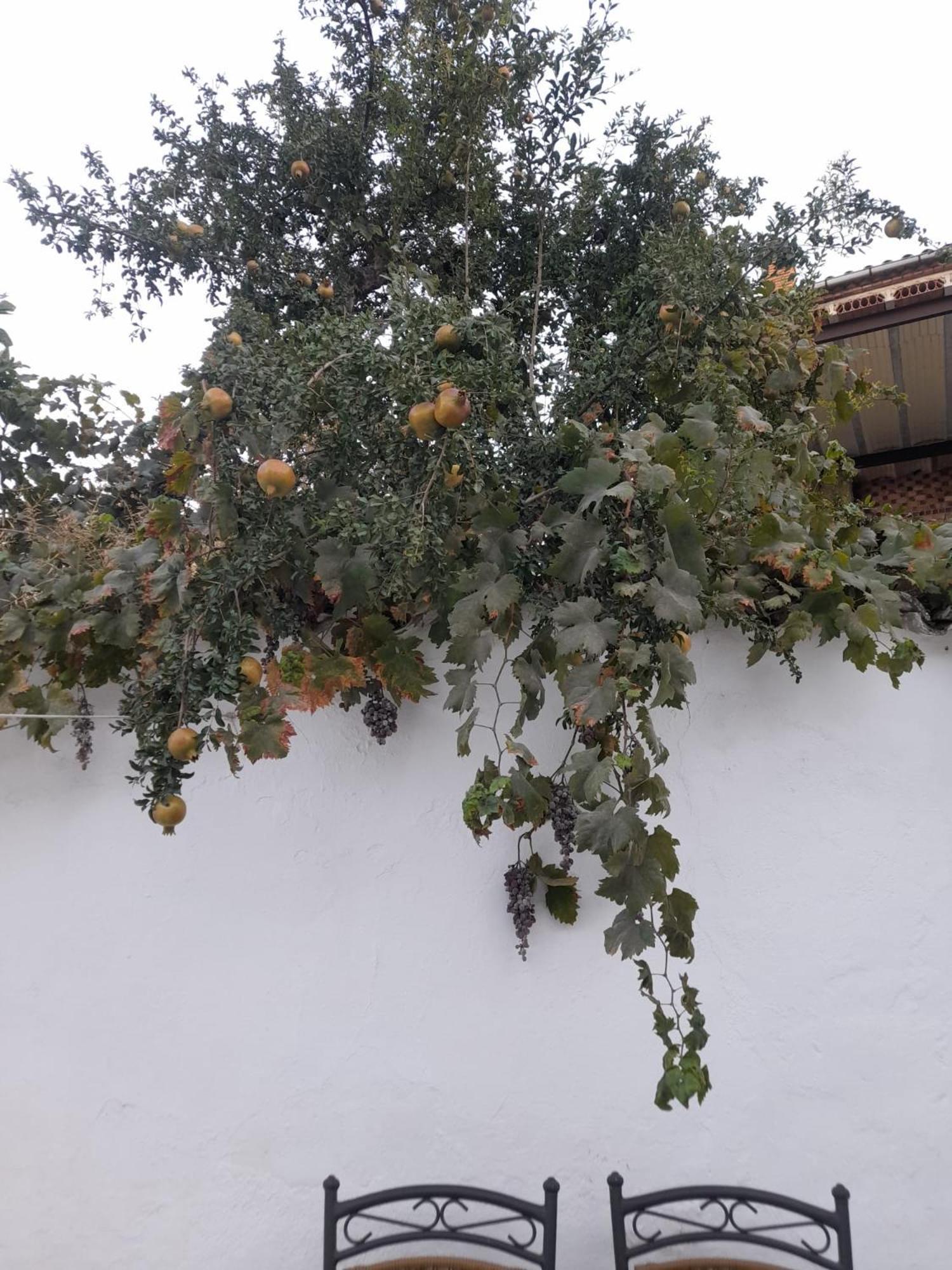 Villa El Molino De Aceite à Baeza Extérieur photo